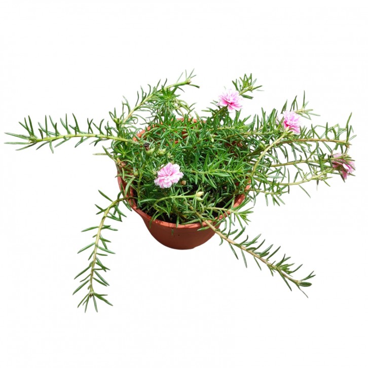 Portulaca Grandiflora (Moss Rose)
