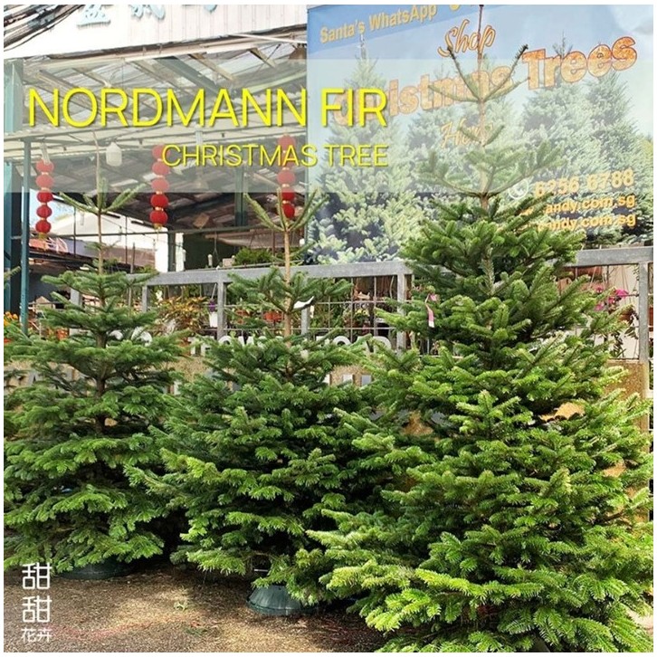PREMIUM NORDMANN FIR [10-11ft] Live Christmas Tree