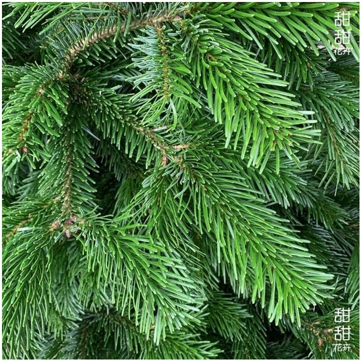 NORDMANN FIR [12ft and above] Live Christmas Tree