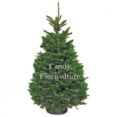 NOBLE FIR [5-6ft] Live Christmas Tree