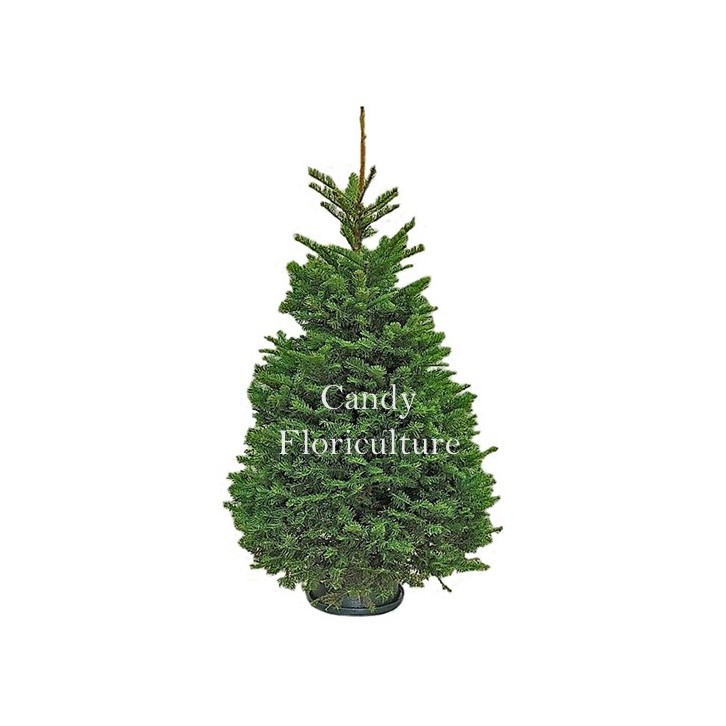 NOBLE FIR [11-12ft] Live Christmas Tree