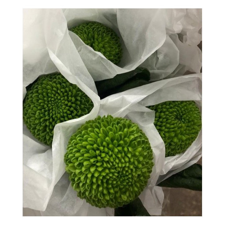 FreshCut Chrysanthemum Ping Pong