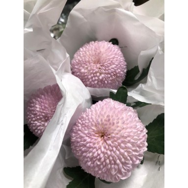 FreshCut Chrysanthemum Ping Pong