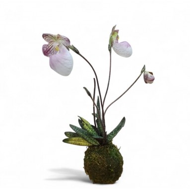 Kokedama Lady Slipper Orchid (Cypripedioideae)