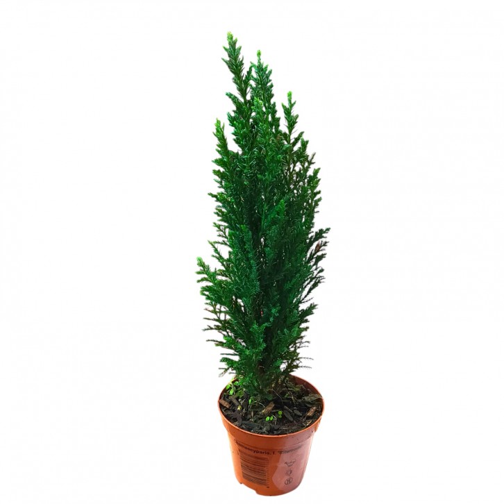 Chamaecyparis Lawsoniana 'Ellwoodii' (Conifer)