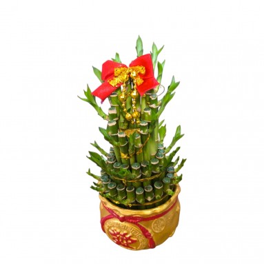 CNY Lucky Bamboo BR MINI 富貴竹 (3983)