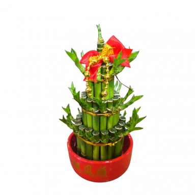 CNY Lucky Bamboo 3S 富貴竹 (3631)