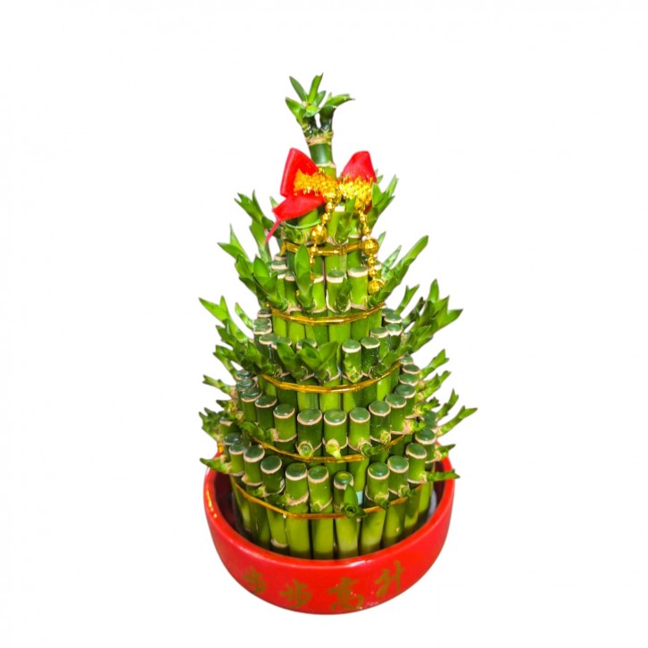 CNY Lucky Bamboo Arrangement 5S 富貴竹 (3651)