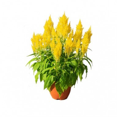 Single Color Celosia Plume 凤尾花