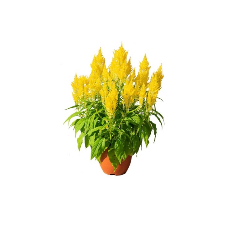 Single Color Celosia Plume 凤尾花