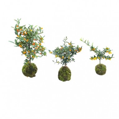 Fortunella Kokedama (KinKan) (3978)