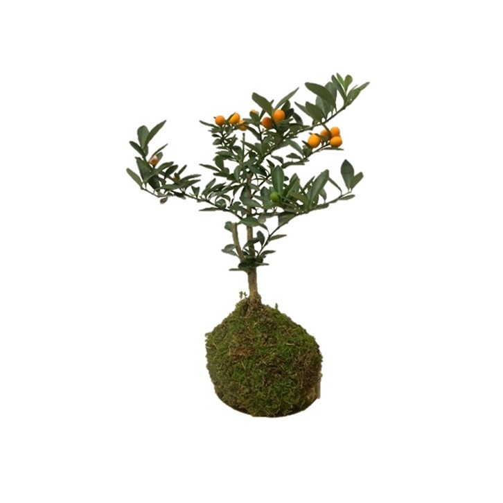 Fortunella Kokedama (KinKan) (3978)