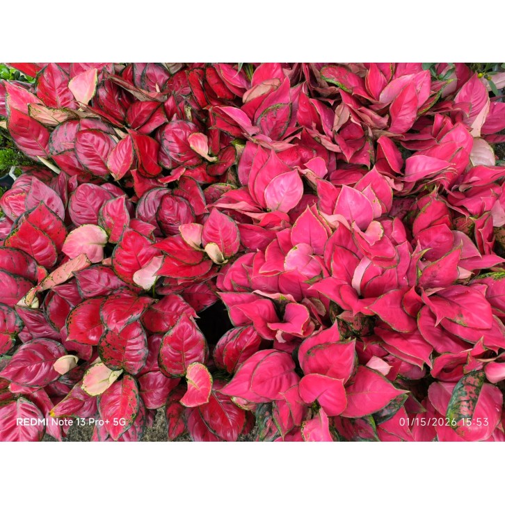 Aglaonema 'Super Red'