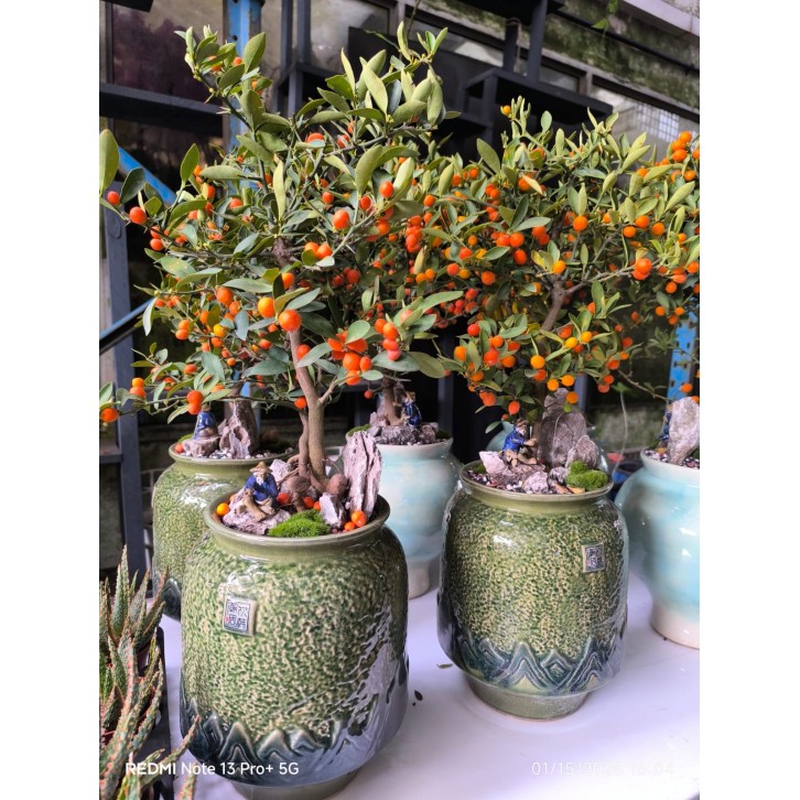 Fortunella (KinKan) in Decorative Pot (3874)