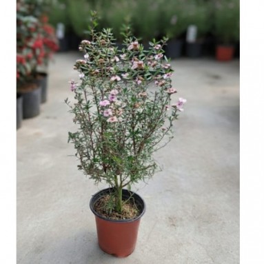 Leptospermum scoparium (Broom Tea-Tree)