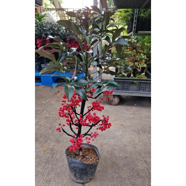 Coral Berry 朱砂根 (Ardisia Crenata) (1344)