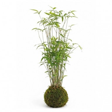 Sasa pygmaea Kokedama (2540)