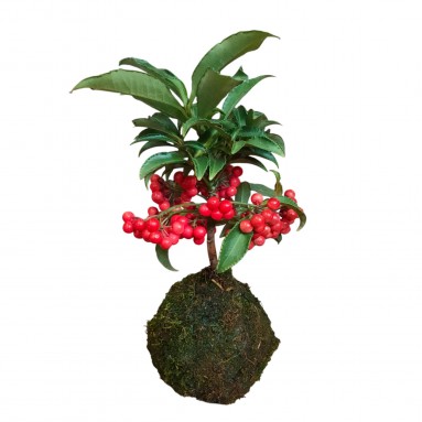 Coral Berry Kokedama 朱砂根 (Ardisia Crenata)
