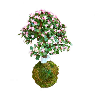 Portulacaria Afra Kokedama (2541)