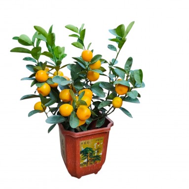 PREMIUM Dragon Heart Kumquat 龙胆桔 (2587)