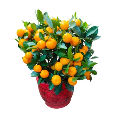 PREMIUM Kumquat (Four Season Lime) 9" pot 四季桔 (2543)