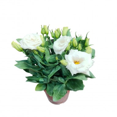 Potted Eustoma (Lisianthus) (1566)