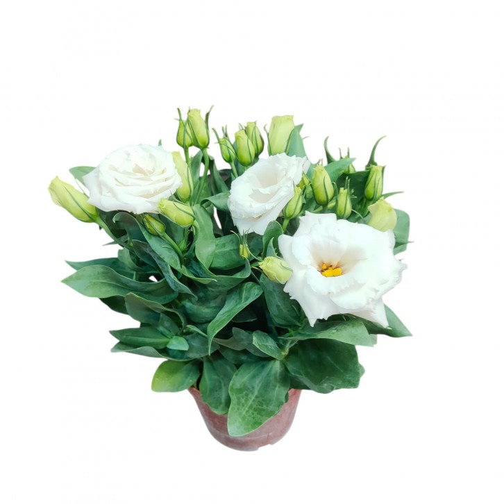 Potted Eustoma (Lisianthus) (1566)