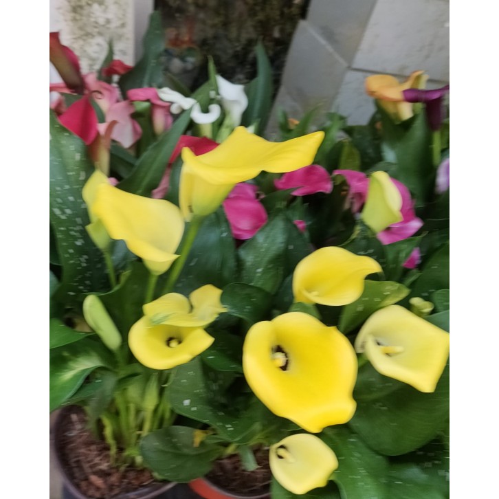Arum Lily (Calla Lily)