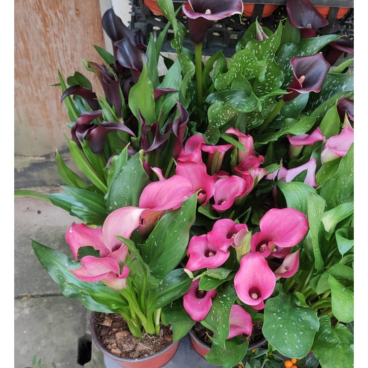 Arum Lily (Calla Lily)