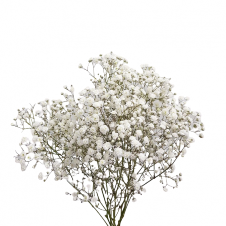 [Festive] of FreshCut Baby’s Breath (Gypsophila)