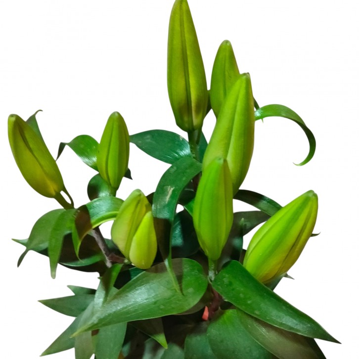 Potted Lily Plant (334)