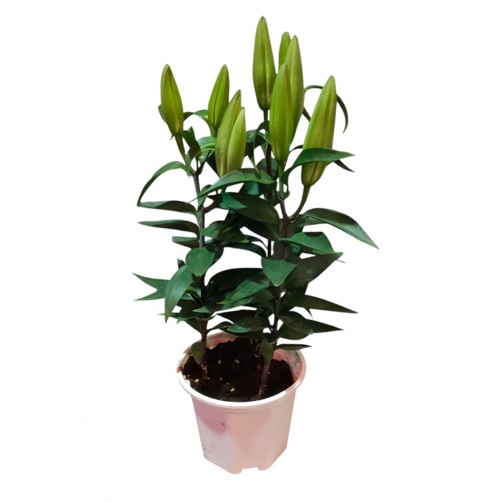 Potted Lily Plant (334)