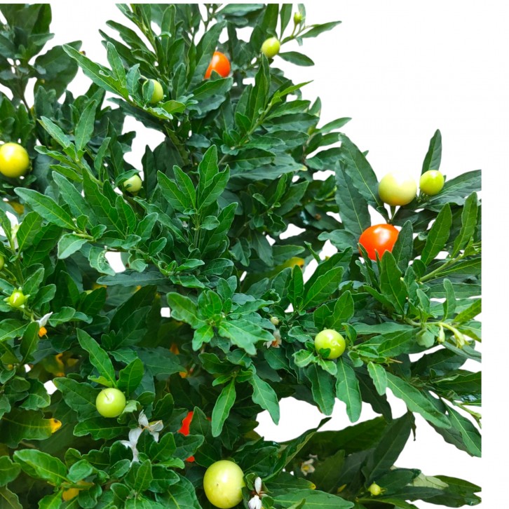 Solanum pseudocapsicum 五代同堂 (1756)