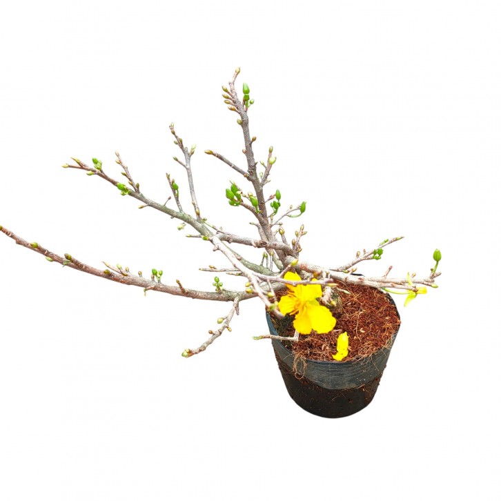 Apricot Blossoms Bonsai 滿地黃金 (Prunus armeniaca)