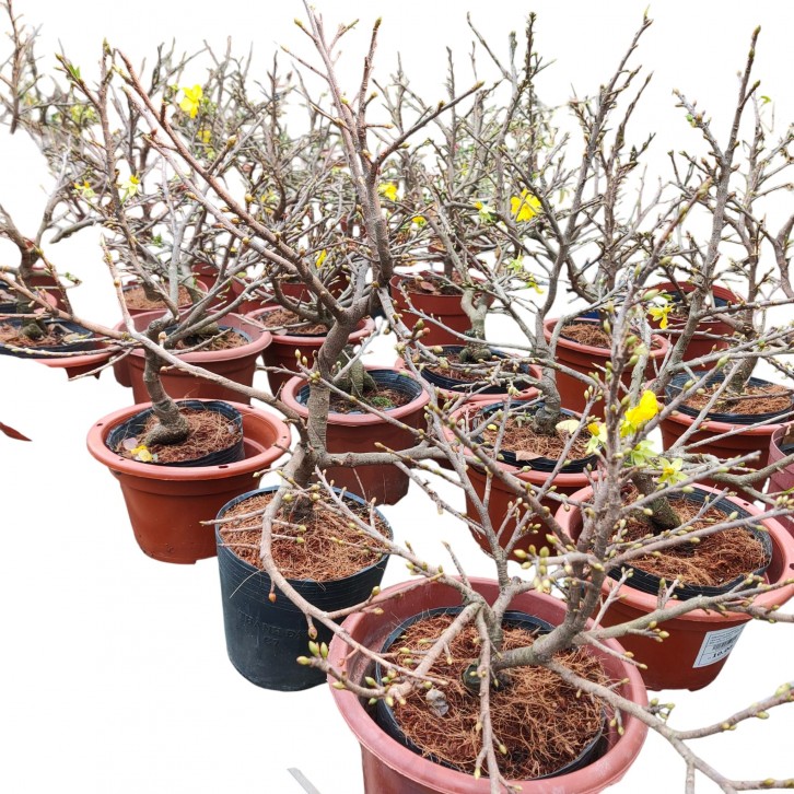 Apricot Blossoms Bonsai 滿地黃金 (Prunus armeniaca)