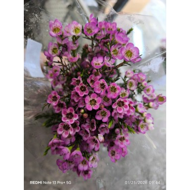 FreshCut Wax (Hamelaucium)