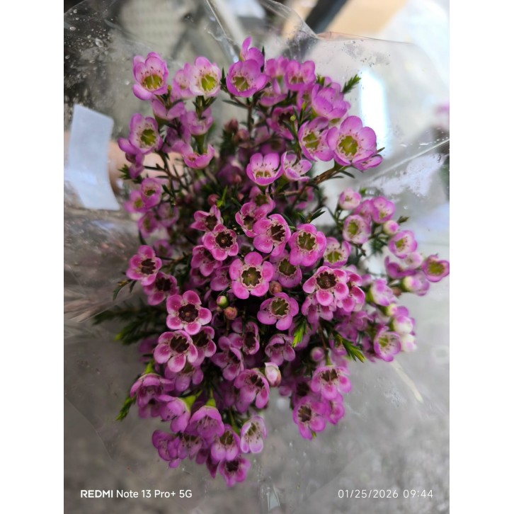 FreshCut Wax (Hamelaucium)