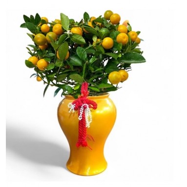PREMIUM Four Seasons Lime Kumquat 四季桔 in Decorative Pot