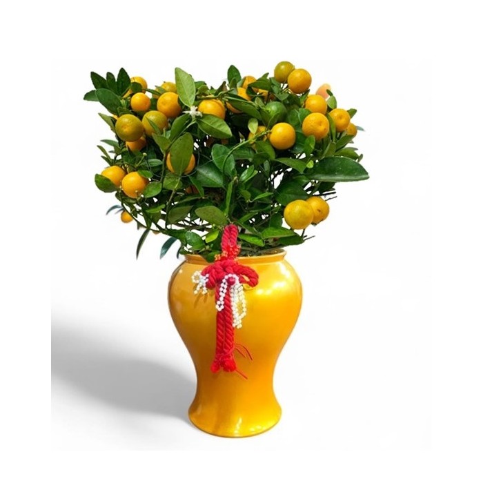 PREMIUM Four Seasons Lime Kumquat 四季桔 in Decorative Pot