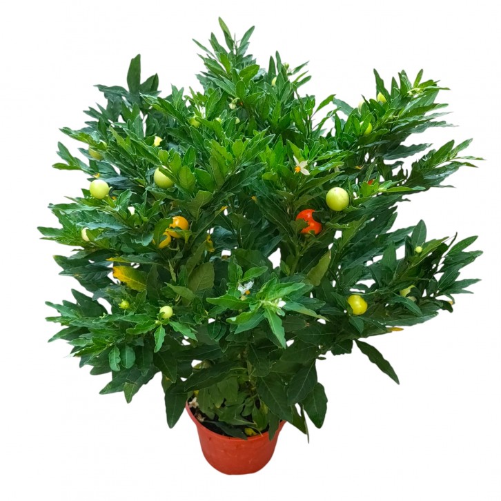 Jerusalem cherry (Solanum pseudocapsicum)