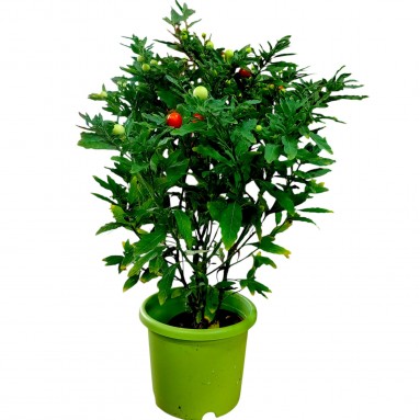 Jerusalem cherry (Solanum pseudocapsicum)