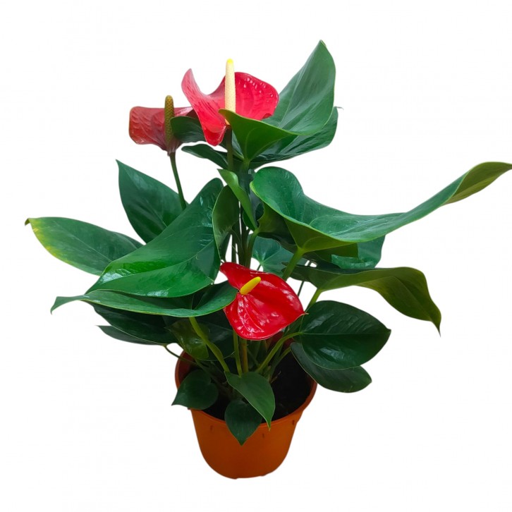 Anthurium Andraeanum 火鹤花 RED (Flamingo Flower)