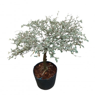 Terminalia Mantaly 'Tricolor' (1049)