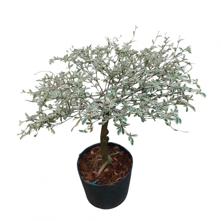 Terminalia Mantaly 'Tricolor' (1049)