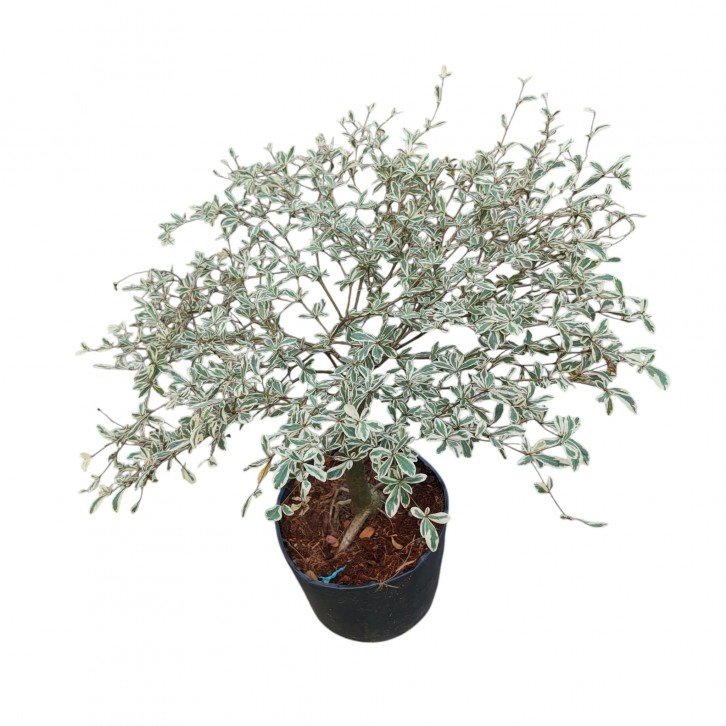 Terminalia Mantaly 'Tricolor' (1049)