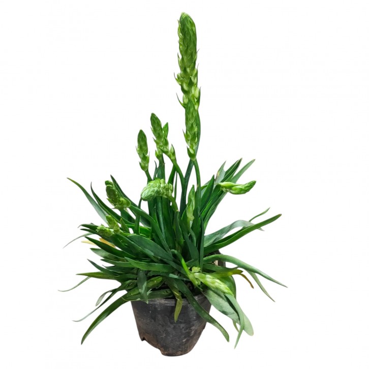 Ornithogalum (Star of Bethlehem) Potted Plant (51)