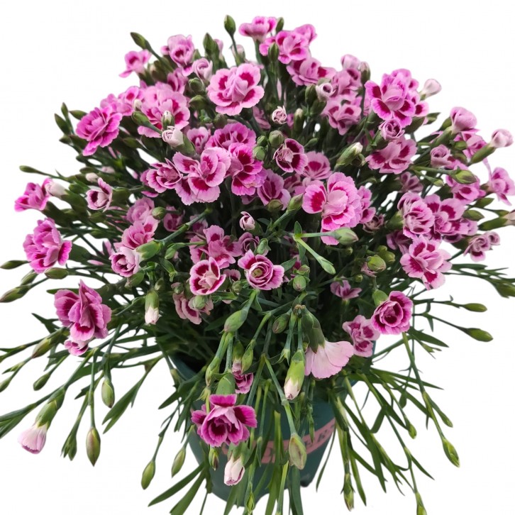 Dianthus Pink Kisses (298)