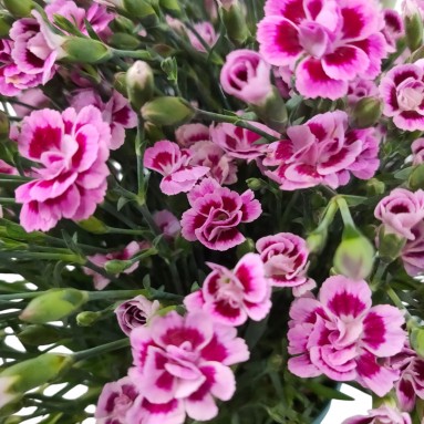 Dianthus Pink Kisses (298)