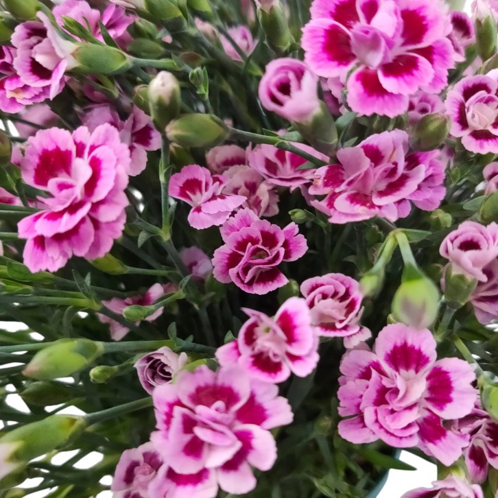 Dianthus Pink Kisses (298)