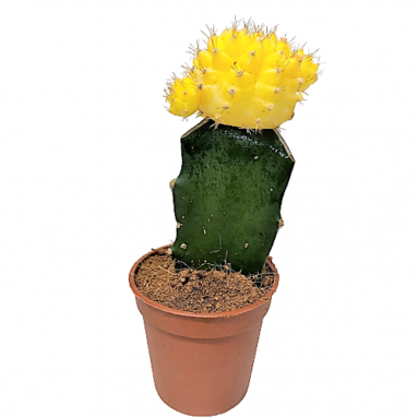 Gymnocalycium Mihanovichii (Mini Grafted Cactus)